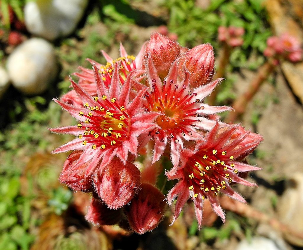 Mga katangian ng gamot na sedum purple