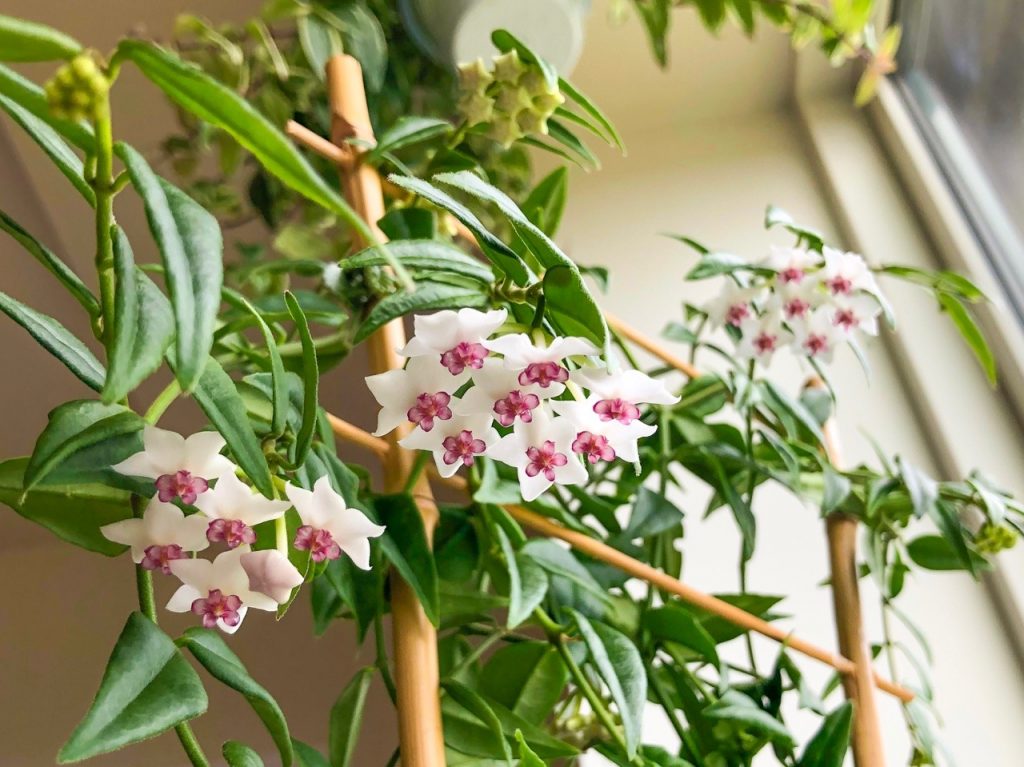 Hoya bella litrato