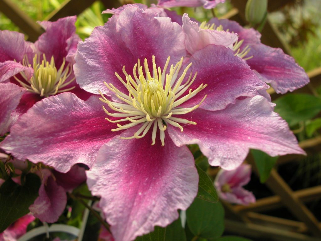 Avis sur Clematis piilu