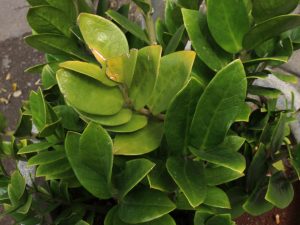 Zamioculcas - causes du jaunissement des feuilles et moyens d'éliminer le problème