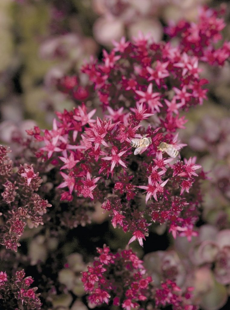 Sedum lila