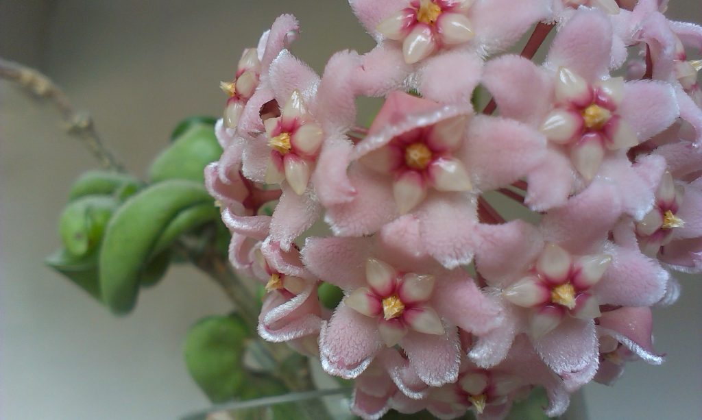 Hoya Compact