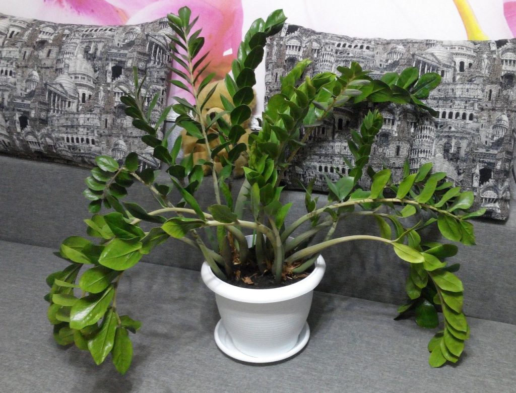 Zamioculcas larawan larawan ng larawan