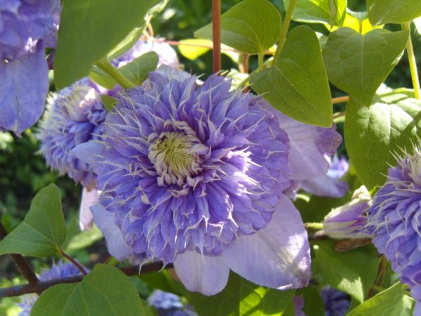 Clematis kék fény