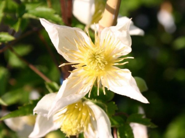 Graines de Clematis Tangut