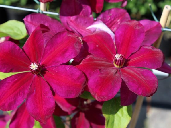 Description de la variété Clematis Westerplatte