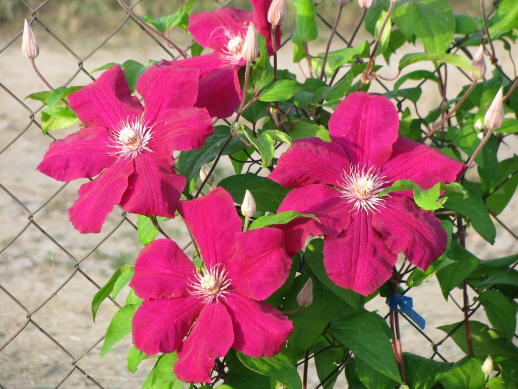 Plantation et entretien de Clematis rouge cardinal