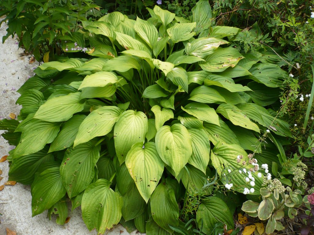 Larawan ng hosta albopicta