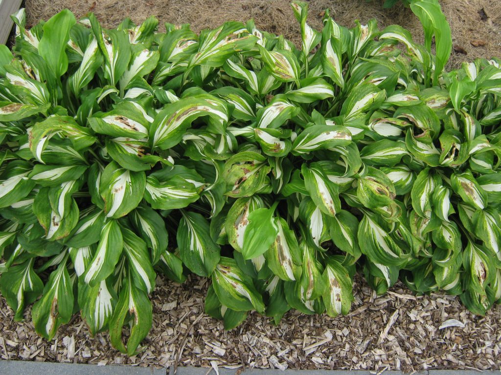 Hosta mediovariegata