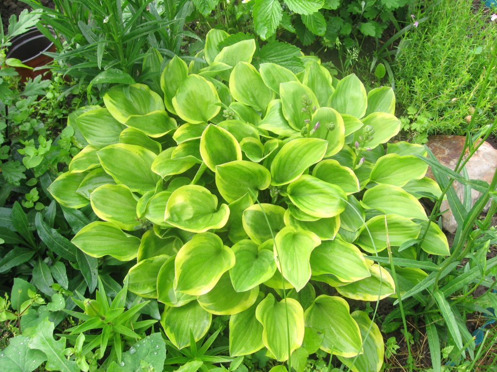 Hosta Golden Tiara fénykép