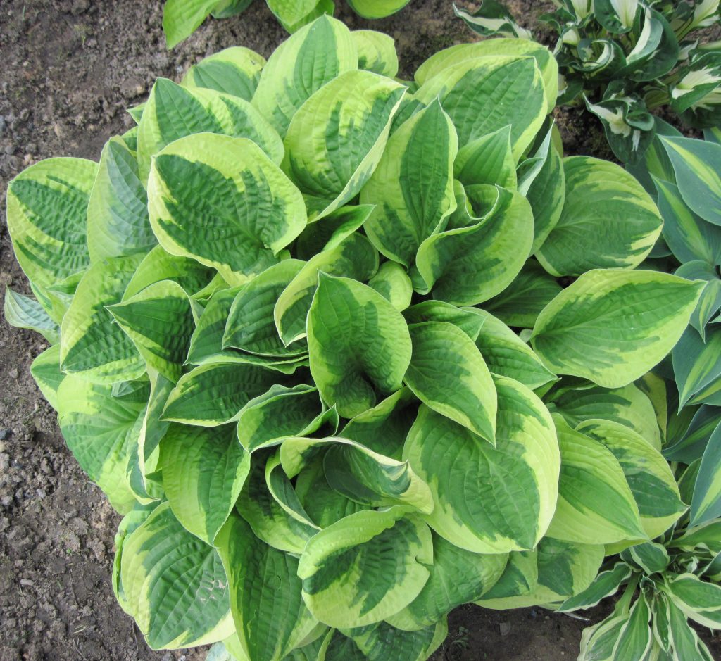 Photo de description Hosta Wide Brim