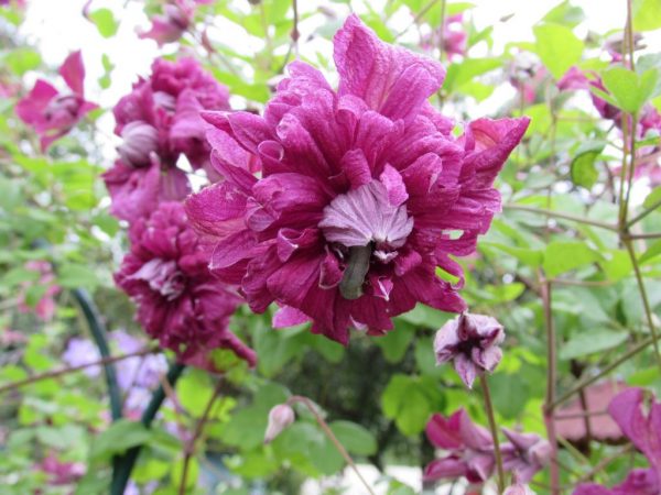 Photo de captivité de Clematis purpurea et description de la variété