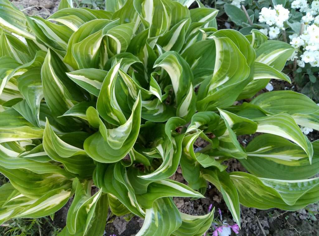 Hosta undulata mediovariegata