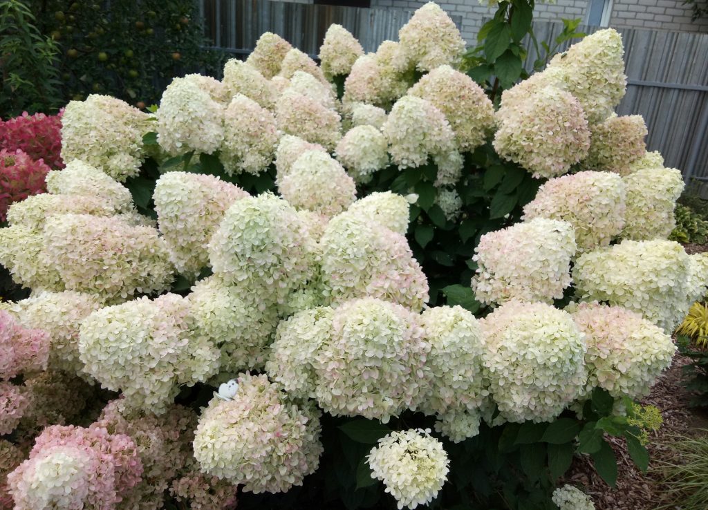 Hydrangea paniculata Hydrangea paniculata Dentelle de Gorron