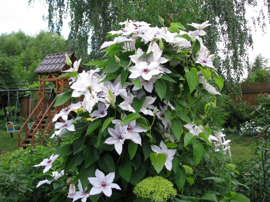 Avis sur Clematis Snow Queen