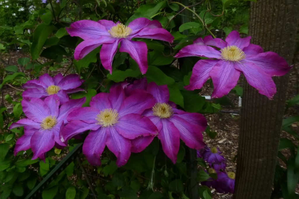 Grupo ng clematis acao trimming