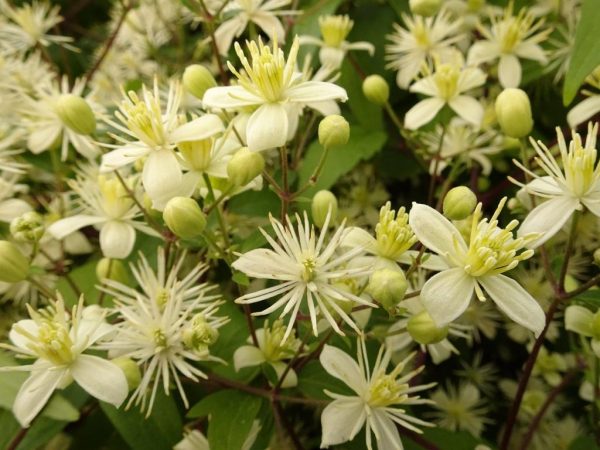 Clematis na may banayad na ubas na banilya