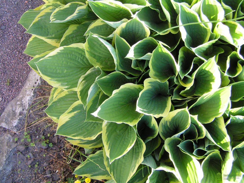 Hosta doit être coupé pour l'hiver