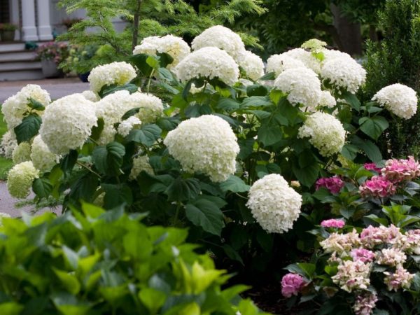 Hortensia Annabelle