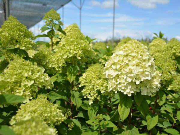 Hydrangea Little Lime Care