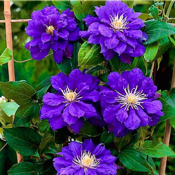 Clematis kiri te kanawa