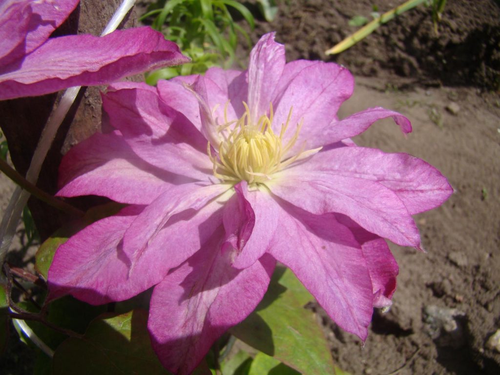 Grupo ng clematis acao trimming