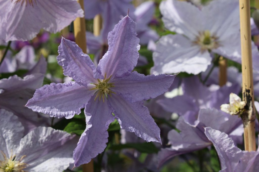 Avis sur Clematis Blacketney Aniol