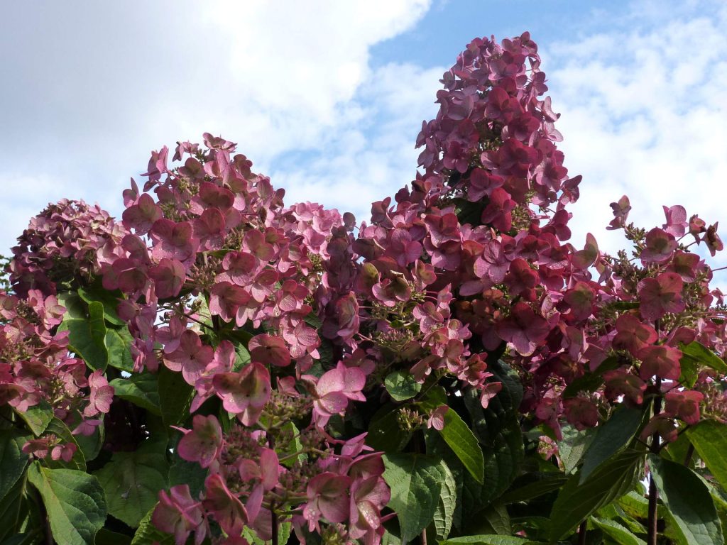 Hortenzia paniculata mega mindy