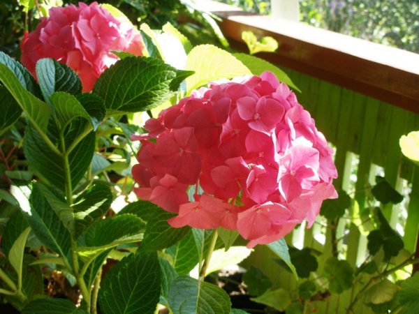 Description de l'hortensia alpengluchen