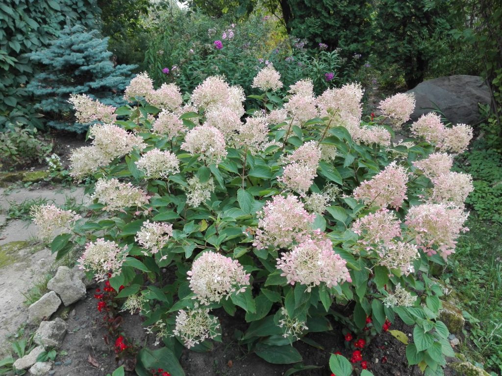 Hydrangea paniculata dentelle de gorron