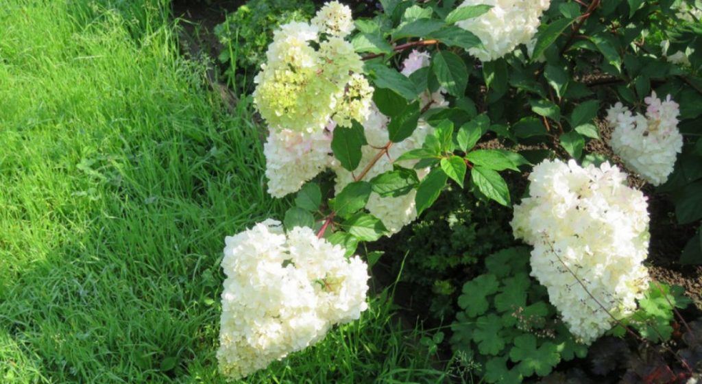 Hortenzia paniculata szelekció