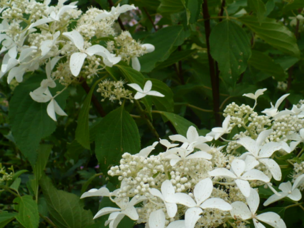 Description de la grande étoile de l'Hydrangea paniculata