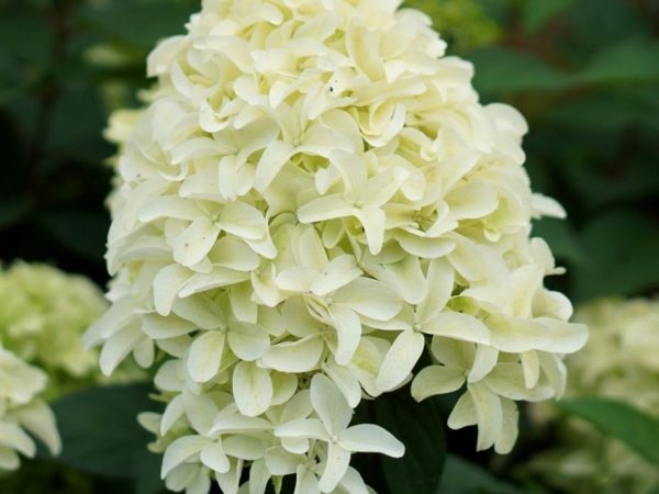 Hydrangea paniculata Little Lime Plantation et soins