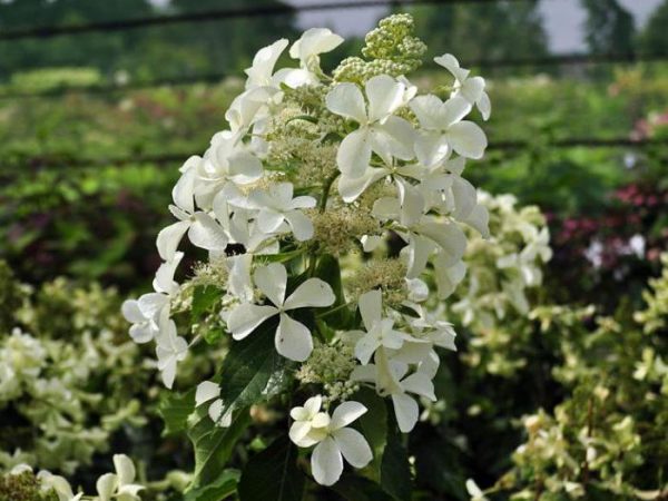 Hydrangea paniculata levana