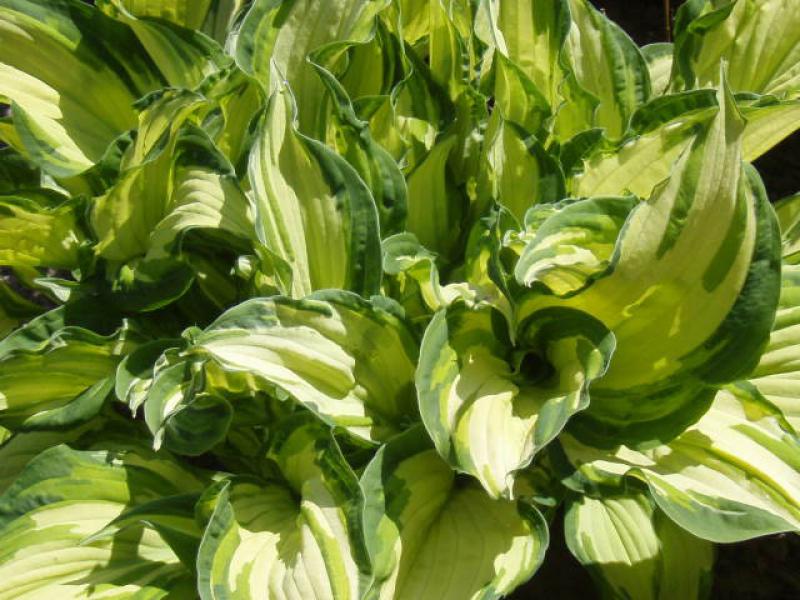 Hosta fortune albopict na paglalarawan