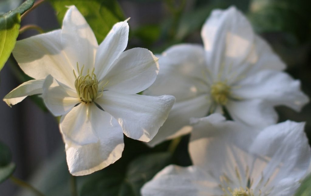 Clematis szépség menyasszony