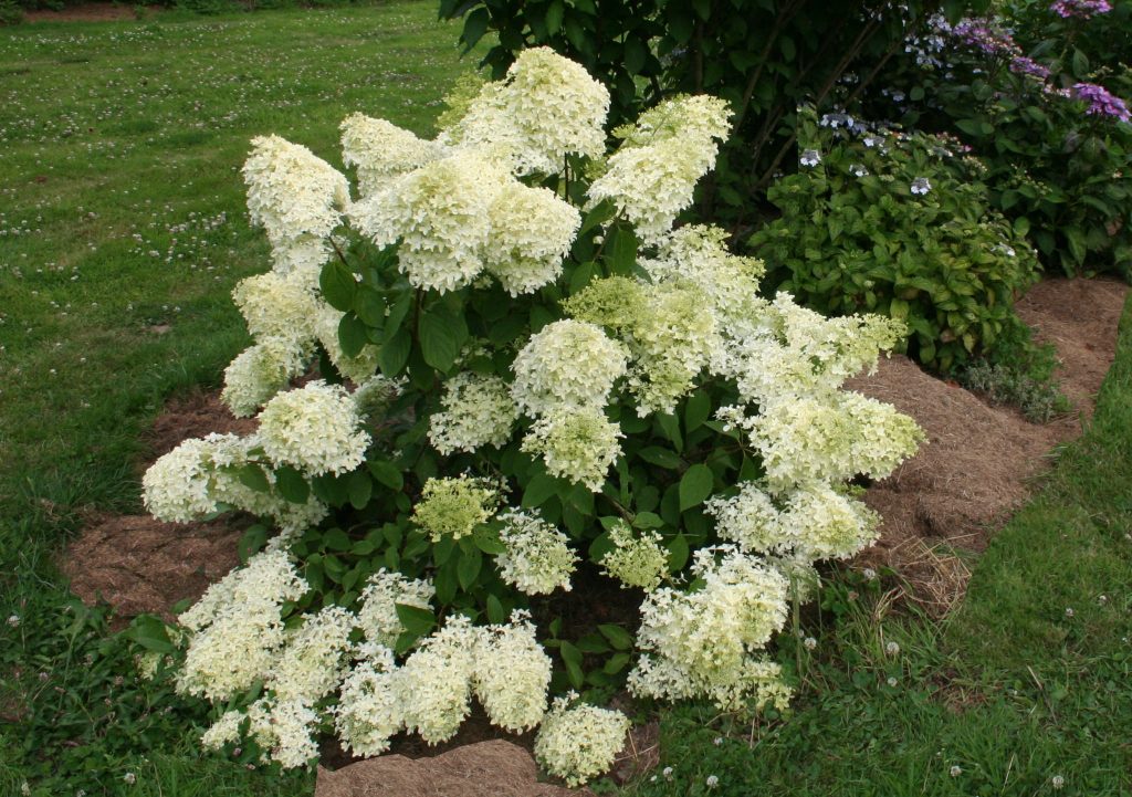 Hydrangea paniculata dentelle de gorron