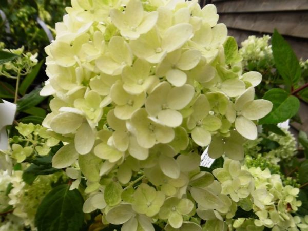 Bombe d'Hydrangea paniculata