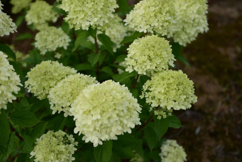 Hortenzia paniculata szelekció