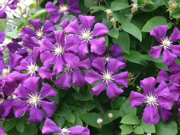 Clématite etoile violette