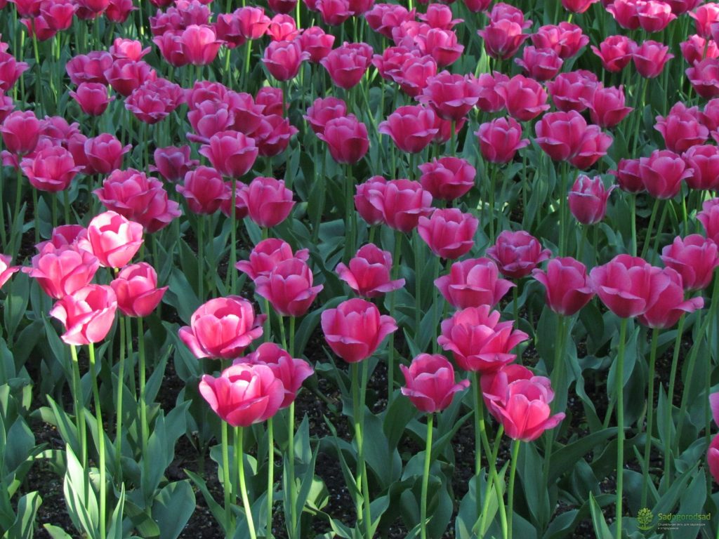 Tulipes de Barcelone