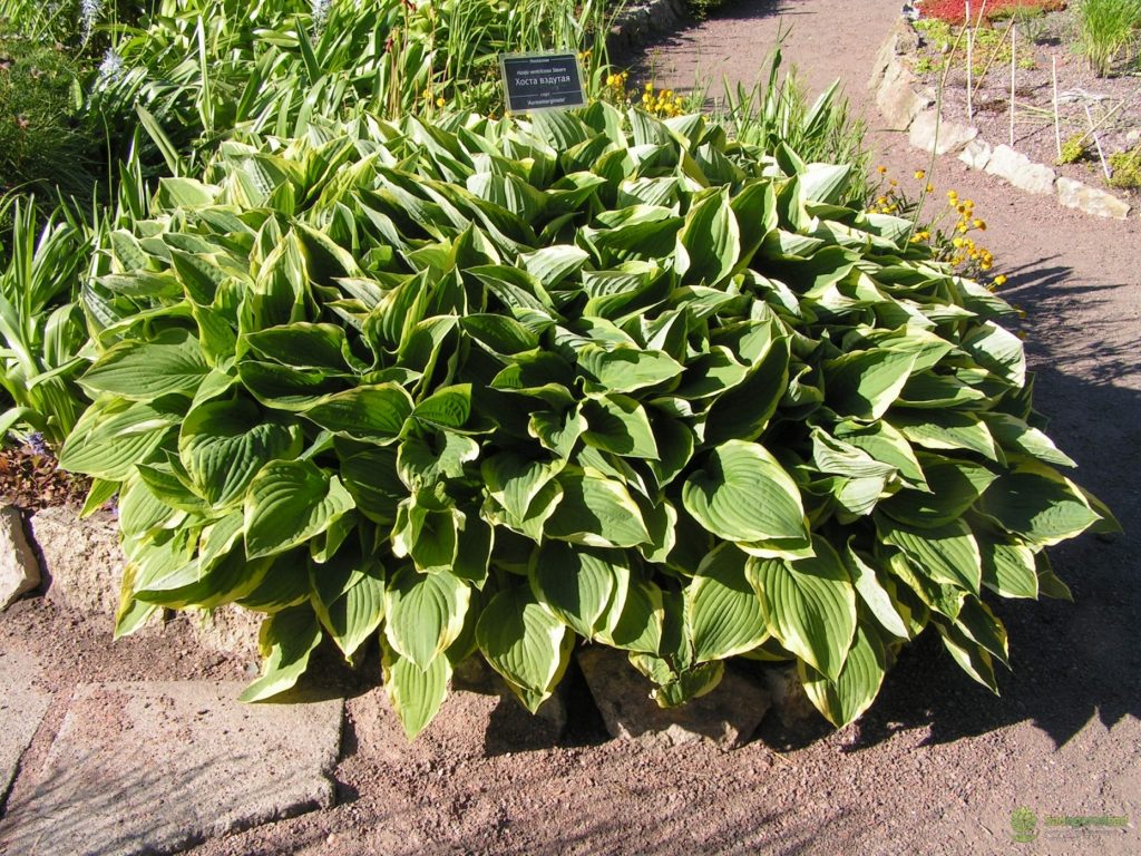 Propagation des feuilles Hosta