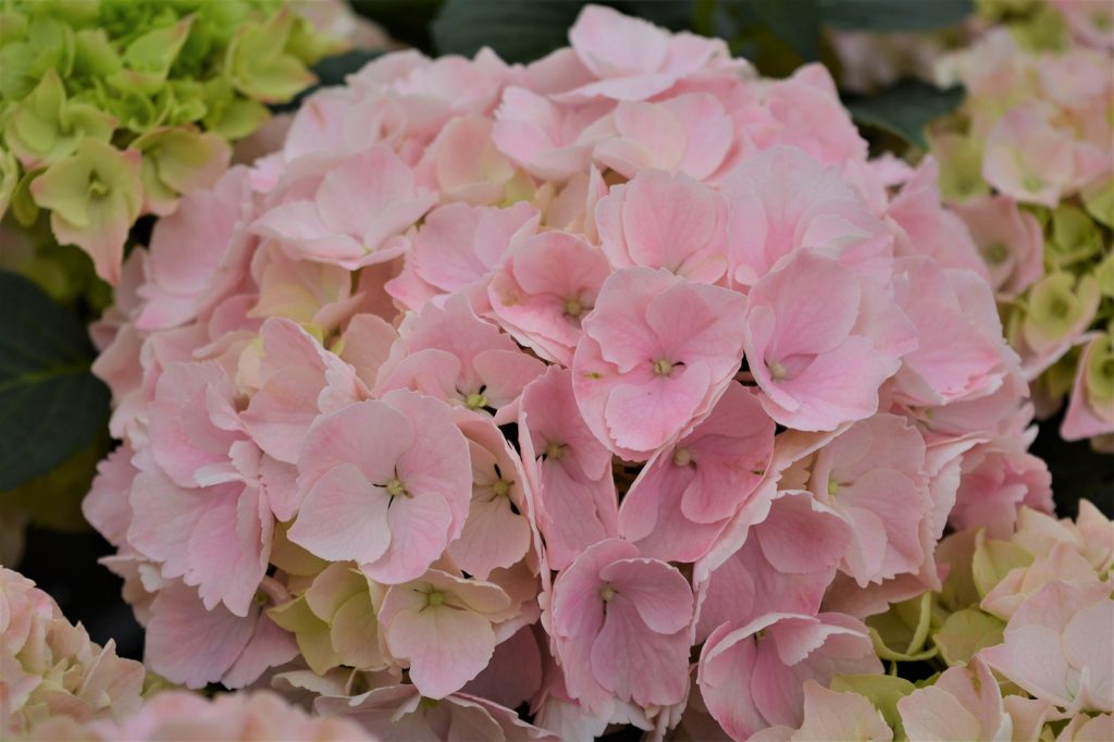 Avis sur Hydrangea Early Senseishen