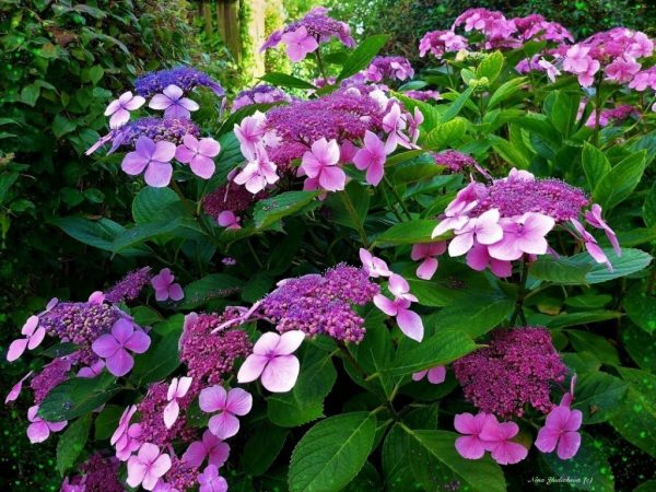 Hortensia Arbres et arbustes ornementaux sargent