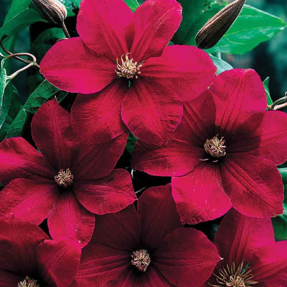 Description de Clematis rouge cardinal