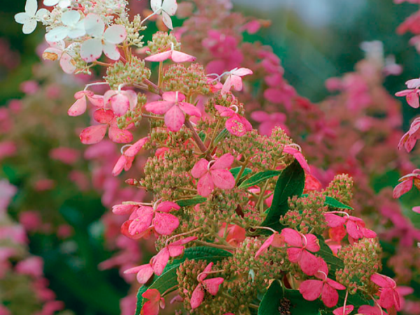 Hydrangea paniculata big ben