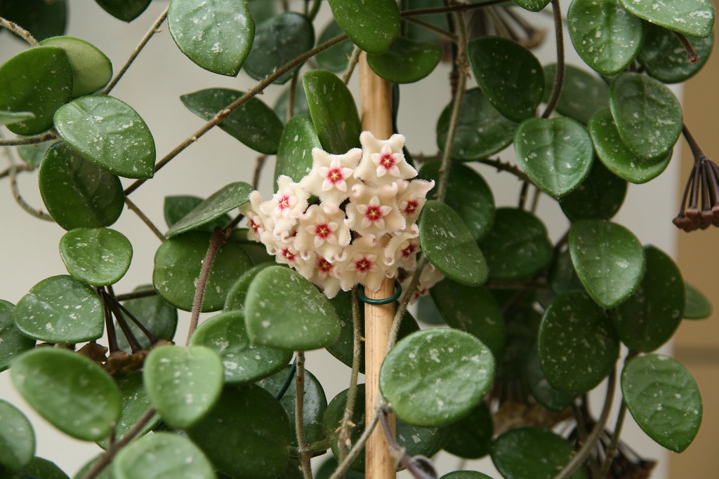 Hoya Matilda Splash