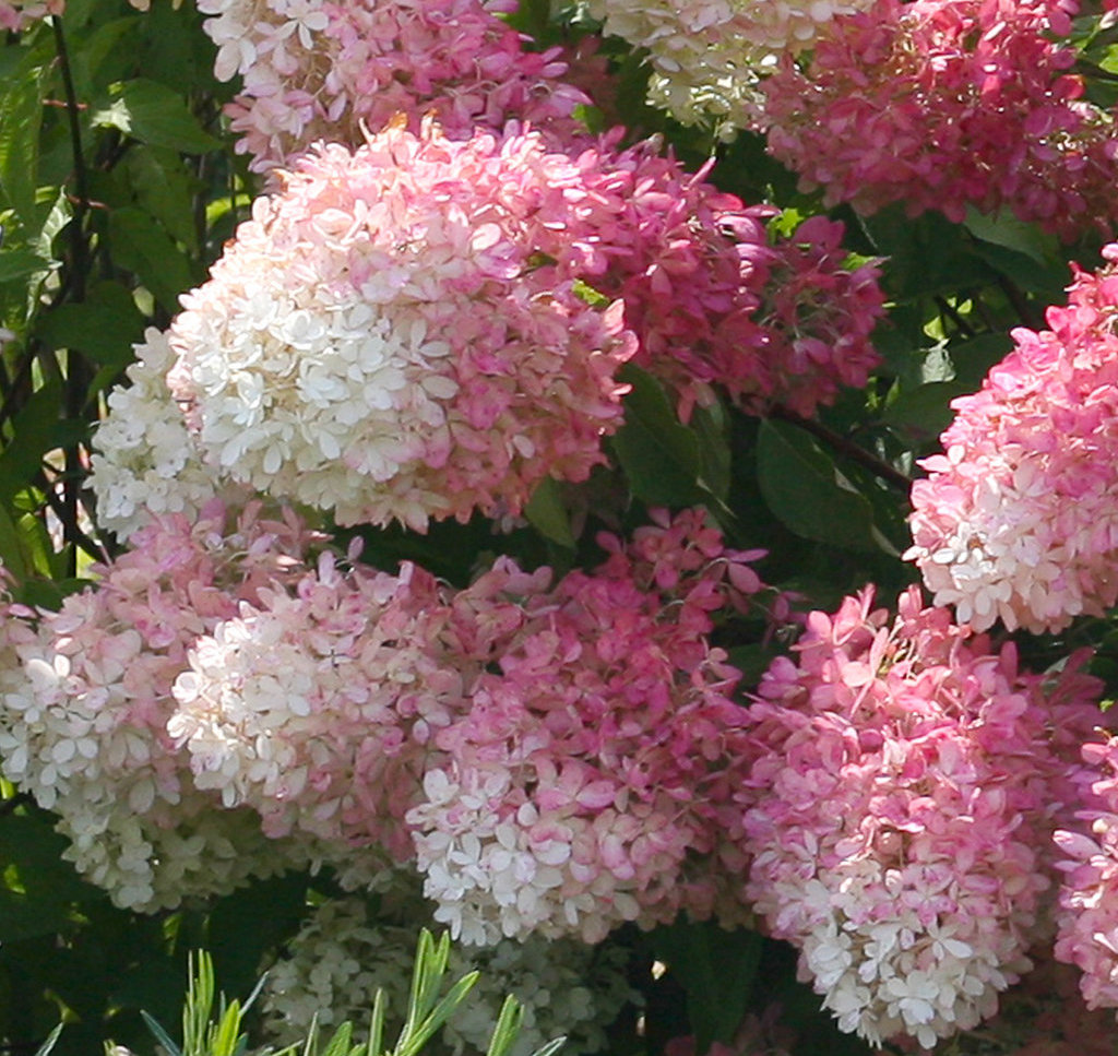 Hortensia Dolly paniculata