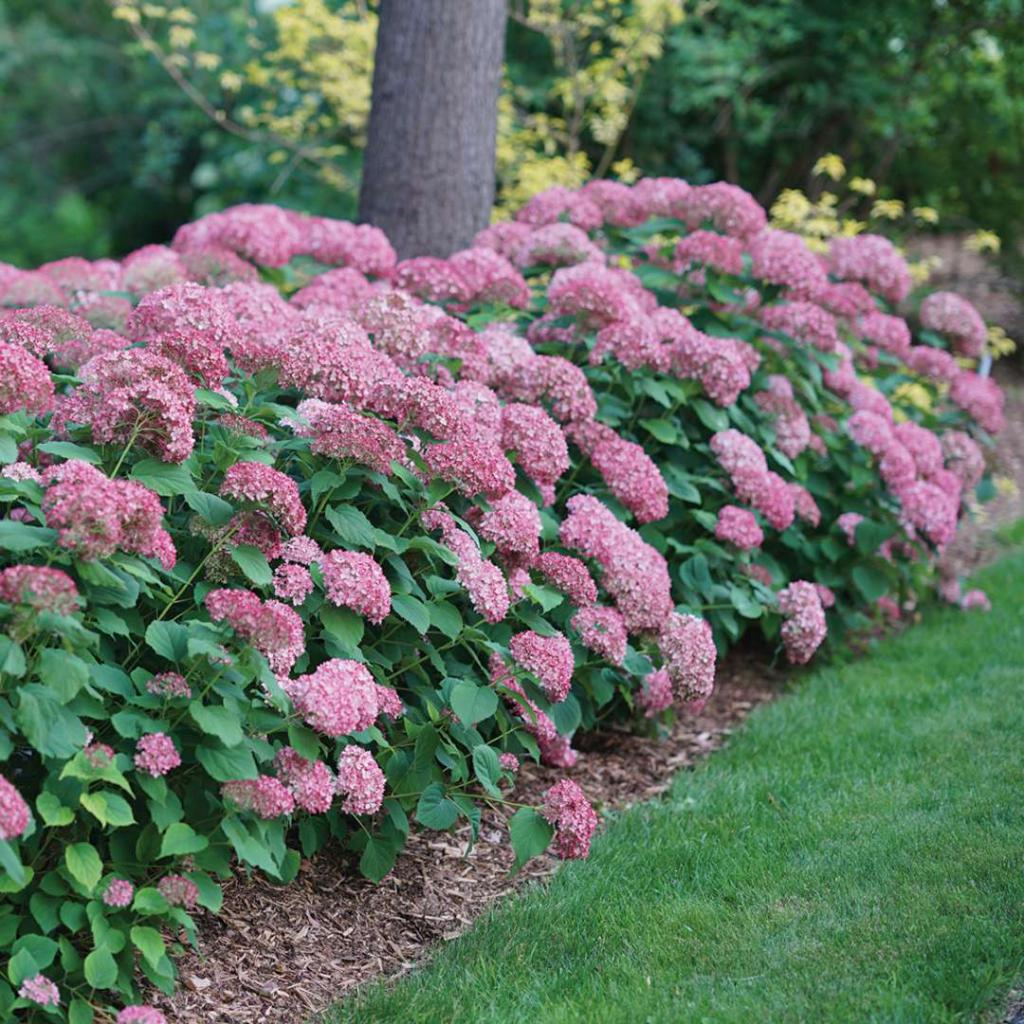 Hortensia Medical Pinkerbell