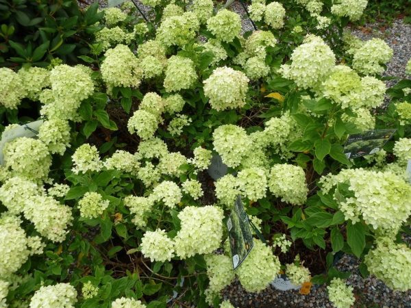 Plantation et entretien de l'hortensia Little Lime